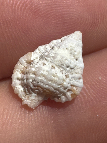 Gyrineum gyrineum, 2026-06-09