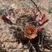 Texas Hedgehog Cactus - Photo (c) Chris (CP) and Pamela (PP) Pipes, some rights reserved (CC BY-NC), uploaded by Chris (CP) and Pamela (PP) Pipes