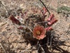 Texas Hedgehog Cactus - Photo (c) Chris (CP) and Pamela (PP) Pipes, some rights reserved (CC BY-NC), uploaded by Chris (CP) and Pamela (PP) Pipes
