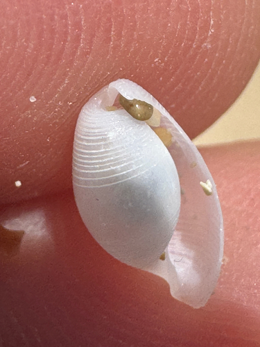 Atys semistriatus observed 2026-06-09