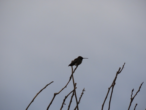 Black-chinned Hummingbird