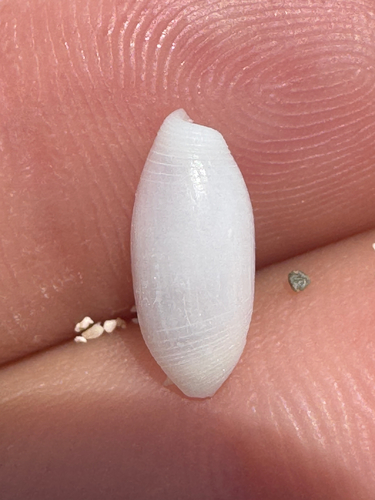 Aliculastrum debile observed 2026-06-09