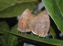 Arhopala centaurus nakula