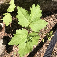 Cardamine diphylla