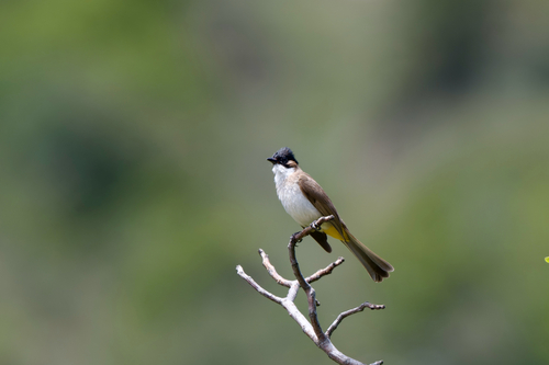 Brown-breasted Bulbul