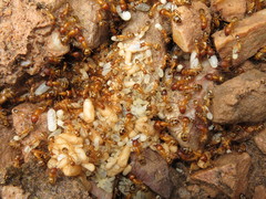 Camponotus conspicuus