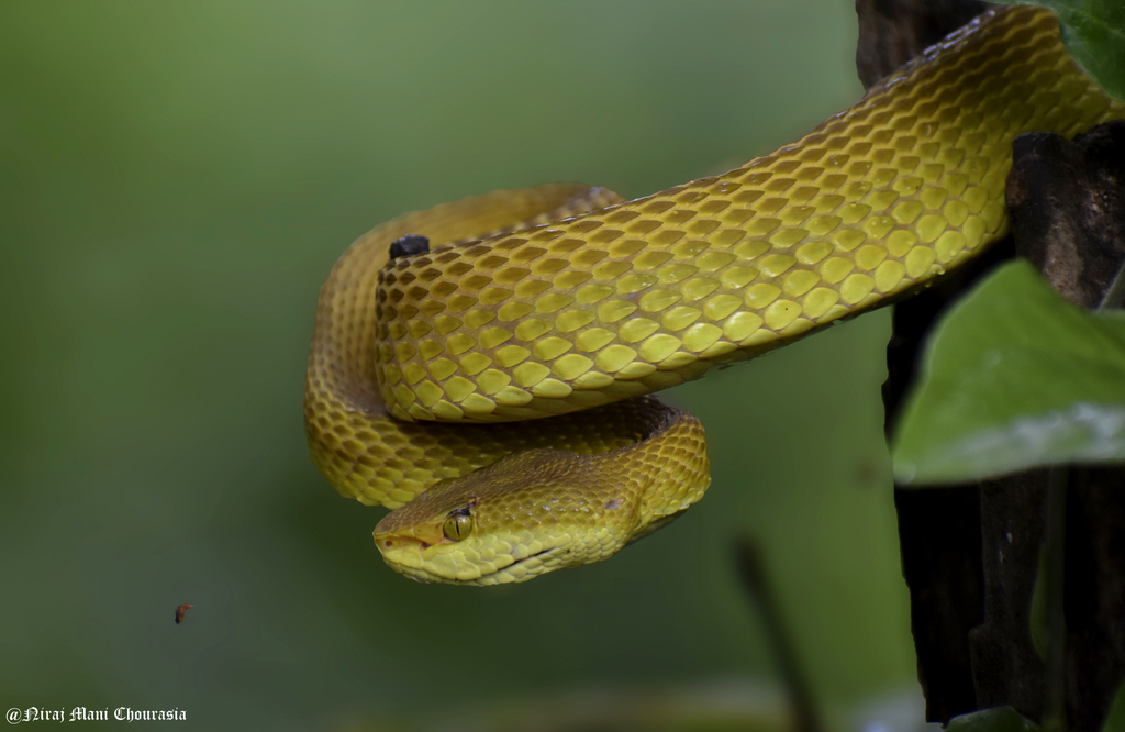 Salazar's Pit Viper (Trimeresurus salazar)