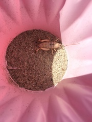 Macrobaenetes valgum