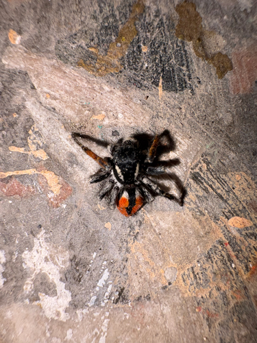 Red-bellied Jumping Spider