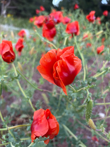 Eastern Horned Poppy