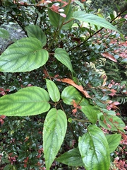 Actinidia latifolia