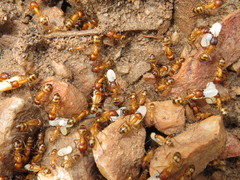 Camponotus conspicuus