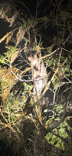 Greater Glider
