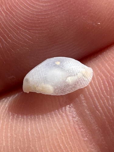 Atys semistriatus observed 2026-06-09