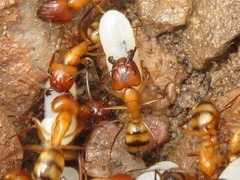 Camponotus conspicuus