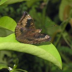 Euthalia aconthea garuda