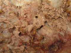 Camponotus conspicuus