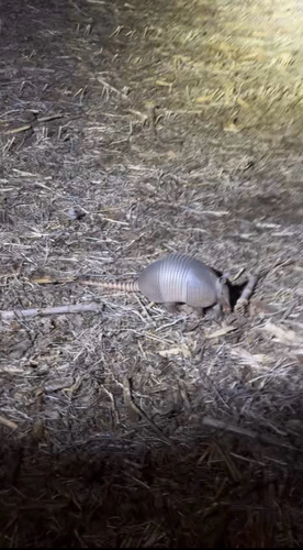 Mexican Long-nosed Armadillo