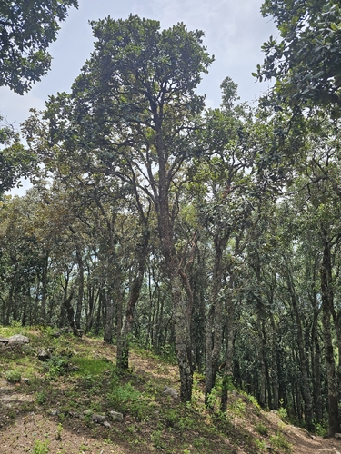 Quercus rugosa, photograph 3