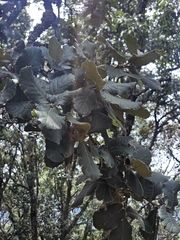 Quercus rugosa, photograph (c) Erick Vélez Sánchez, some rights reserved (CC BY)