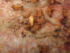 Camponotus conspicuus