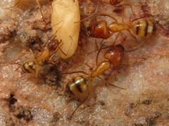 Camponotus conspicuus