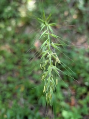 Elymus californicus