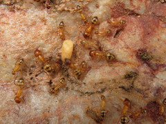 Camponotus conspicuus