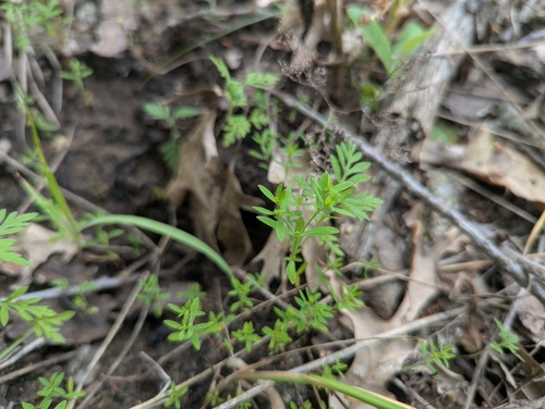 Paronychia fastigiata, photograph 1