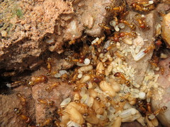 Camponotus conspicuus