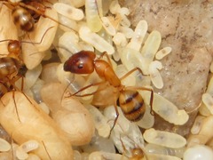 Camponotus conspicuus
