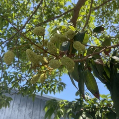 Litchi