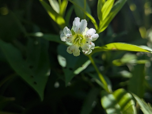 Silene nivea, photograph 6