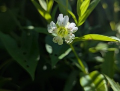 Silene nivea, photograph (c) Ryan Sorrells, some rights reserved (CC BY)