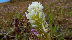 Castilleja exserta