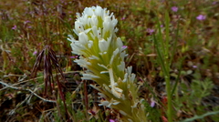 Castilleja exserta