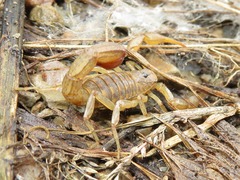 Caraboctonidae