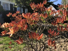 Magnoliopsida