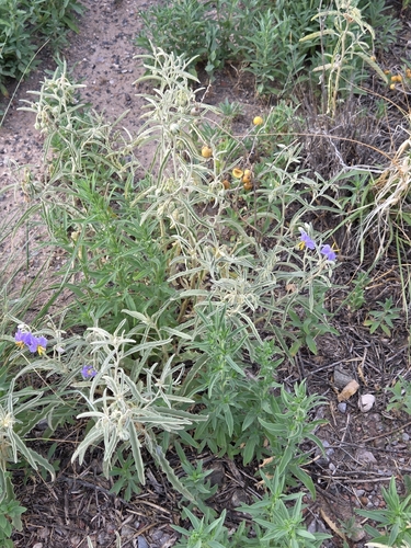 silverleaf nightshade
