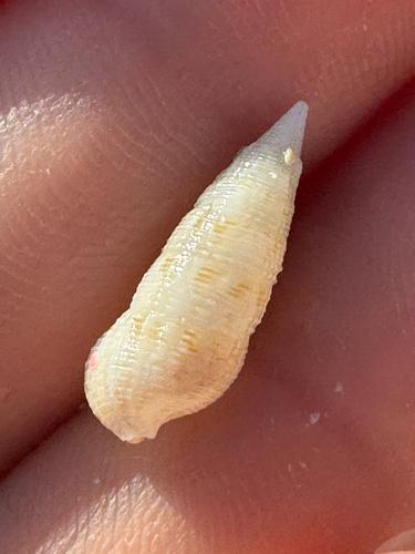 Cerithium nesioticum observed 2026-06-09