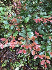 Syzygium elliptifolium