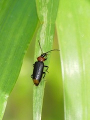Pedilus terminalis