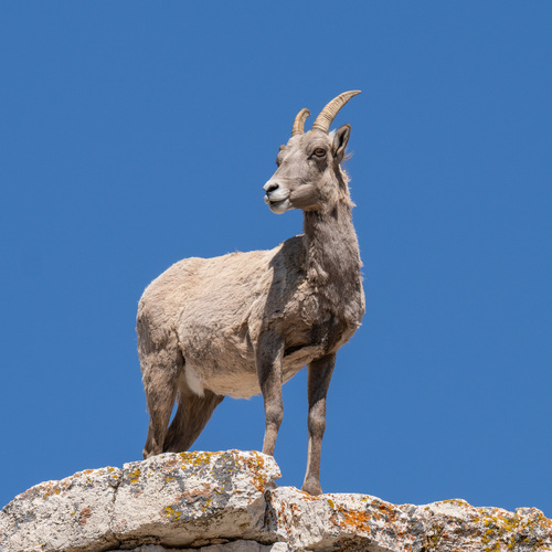 Bighorn Sheep photographed in Wyoming