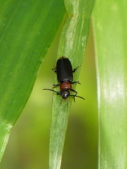 Pedilus terminalis