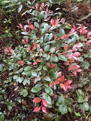 Syzygium elliptifolium