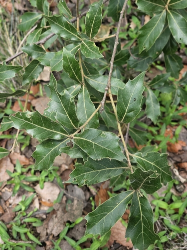 Quercus laurina, photograph 6