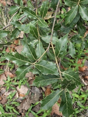 Quercus laurina, photograph (c) Erick Vélez Sánchez, some rights reserved (CC BY)