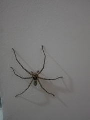 Heteropoda venatoria