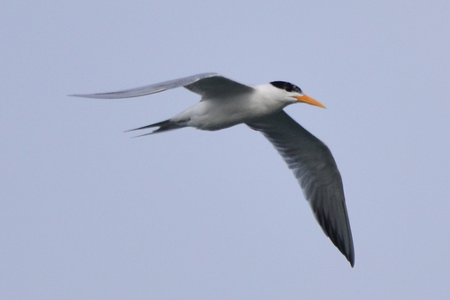 iNaturalist image