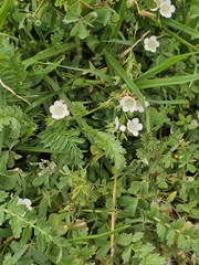Phacelia platycarpa, photograph (c) Erick Vélez Sánchez, some rights reserved (CC BY)
